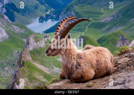 Stambecco delle Alpi (Capra ibex, Capra ibex ibex), in cambio di casacca in appoggio sul confine di una scogliera di fronte panorama alpino, Svizzera, Alpstein, Saentis Foto Stock