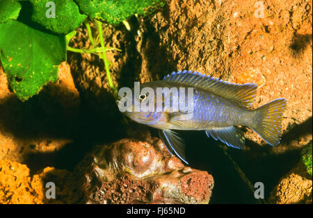 Mbuna allungato (Pseudotropheus elongatus, Metriaclima elongatus, Maylandia elongatus), nuoto Foto Stock