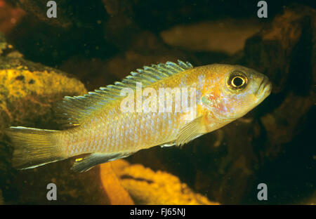 Mbuna allungato (Pseudotropheus elongatus, Metriaclima elongatus, Maylandia elongatus), nuoto Foto Stock