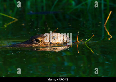 Eurasian castoro europeo castoro (Castor fiber), piscina con materiale di nidificazione in bocca, Svizzera, sul lago di Costanza, Rheineck Foto Stock