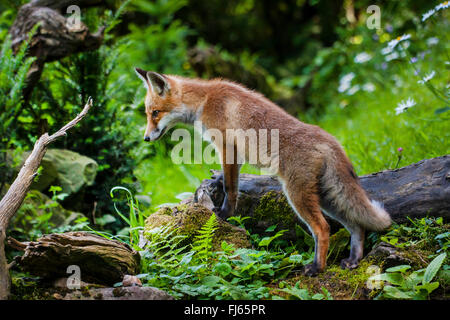 Red Fox (Vulpes vulpes vulpes), capretti red fox la ricerca di cibo in un albero morto tronco, Svizzera, Sankt Gallen, Rheineck Foto Stock