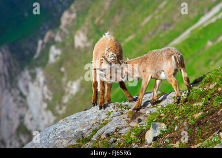 Stambecco delle Alpi (Capra ibex, Capra ibex ibex), due giovani animali in cambio di fur giocando sulla cima di una scogliera, Svizzera, Alpstein, Saentis Foto Stock