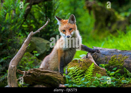 Red Fox (Vulpes vulpes vulpes), capretti red fox la ricerca di cibo in un tronco di albero, Svizzera, Sankt Gallen, Rheineck Foto Stock