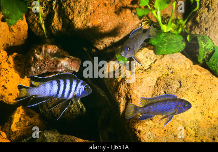 Mbuna allungato (Pseudotropheus elongatus, Metriaclima elongatus, Maylandia elongatus), nuoto Foto Stock