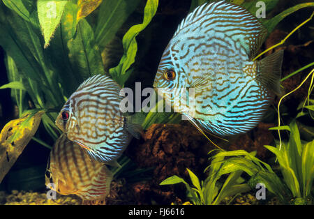 Discus blu, Pompadour pesce (Symphysodon aequifasciatus, Symphysodon aequifasciata, Symphysodon discus aequifasciata), tre discus blu Foto Stock