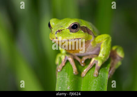 Treefrog europea, treefrog comune, Central European treefrog (Hyla arborea), ione maschio una foglia, in Germania, in Baviera Foto Stock