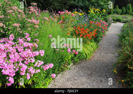 Caduta phlox, giardino phlox (Phlox paniculata), colorati fiori d'estate in un letto Foto Stock