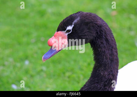 Nero a collo di cigno (Cygnus melanocoryphus), ritratto in un prato, vista laterale Foto Stock