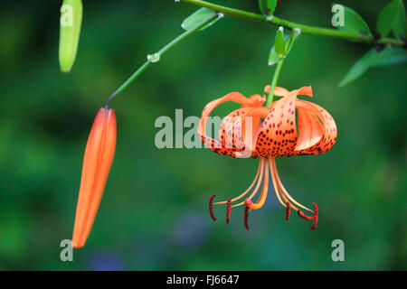 Lancia-leaf tiger lily, Tiger lily (Lilium lancifolium, Lilium tigridum), fiori e bocciolo Foto Stock