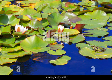 Unione rana verde, comune rana verde (Rana kl. esculenta, Rana esculenta, Pelophylax esculentus), europeo rane commestibili su acqua-lily foglie, Germania Foto Stock