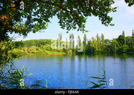 Vecchio Reno floodplain in estate, GERMANIA Baden-Wuerttemberg Foto Stock