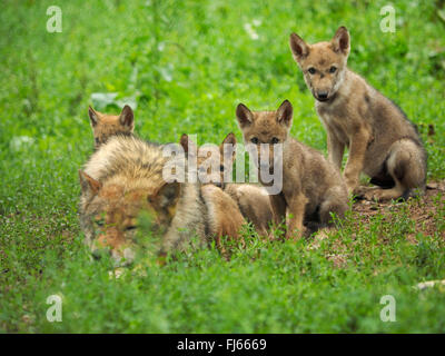 Unione lupo (Canis lupus lupus), lupo con cuccioli, in Germania, in Baviera Foto Stock