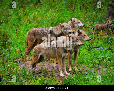 Unione lupo (Canis lupus lupus), i lupi, in Germania, in Baviera Foto Stock