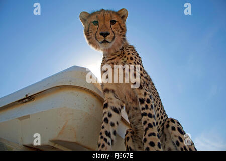 Ghepardo (Acinonyx jubatus), si siede su un veicolo fuoristrada, Kenia Masai Mara National Park Foto Stock