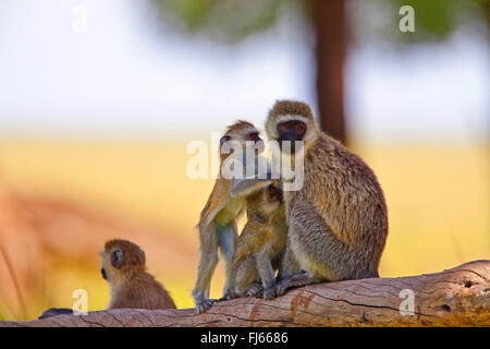 Vervet, Vervet monkey (Chlorocebus pygerythrus), femmina con cuccioli, Kenia Masai Mara National Park Foto Stock