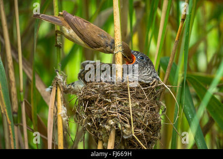 Eurasian cuculo (Cuculus canorus), reed trillo alimentare un 14 giorni d'età giovane cuculo nel nido Foto Stock