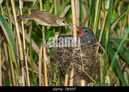 Eurasian cuculo (Cuculus canorus), reed trillo alimentare un 14 giorni d'età giovane cuculo nel nido Foto Stock