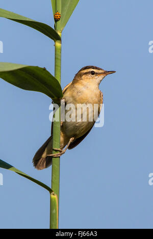 Sedge trillo (Acrocephalus schoenobaenus), seduti a reed , Germania, il Land della Baviera Foto Stock