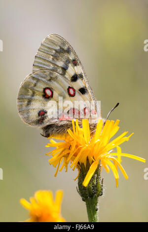 Phoebus Apollo, piccolo Apollo (Parnassius phoebus), femmina in corrispondenza di un fiore giallo, Austria, Tirolo, Kuehtai Foto Stock