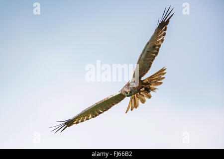 Western Marsh Harrier (Circus aeruginosus), maschio con catturato preda in volo, in Germania, in Baviera Foto Stock