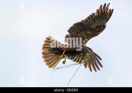 Western Marsh Harrier (Circus aeruginosus), femmina in volo con materiale di nidificazione in bolletta, in Germania, in Baviera Foto Stock