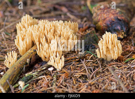 Montante coral (Ramaria stricta), diversi corpi fruttiferi sul suolo della foresta, in Germania, in Renania settentrionale-Vestfalia, Bergisches Land Foto Stock