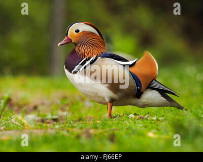 Anatra di mandarino (Aix galericulata), Drake in un prato, Germania, Sassonia Foto Stock