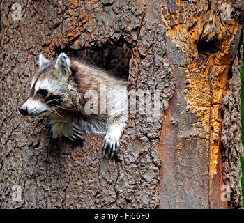 Procione comune (Procione lotor), guarda al di fuori di un foro albero, Germania, Sassonia Foto Stock