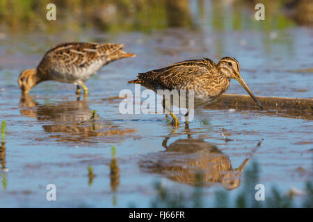 Beccaccino (Gallinago gallinago), sui mangimi in acque poco profonde, in Germania, in Baviera, il Lago Chiemsee Foto Stock