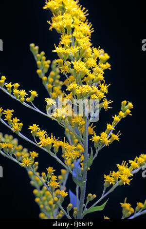 Oro canadese, prato oro (Solidago canadensis), infiorescenza su sfondo nero Foto Stock