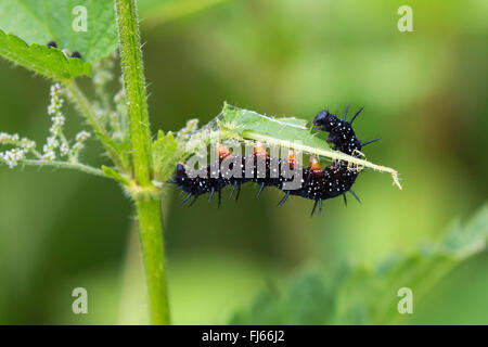 Farfalla Pavone, Europeo Peacock (Inachis io, Nymphalis io), Caterpillar feed su foglia di ortica, in Germania, in Baviera Foto Stock