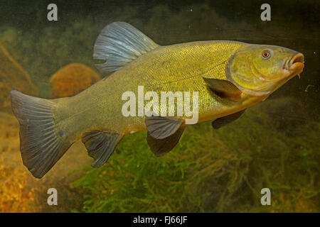 Tinca (Tinca tinca), spawner, Germania Foto Stock