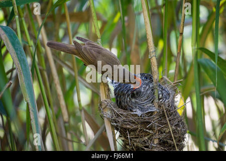 Eurasian cuculo (Cuculus canorus), reed trillo alimentare un 14 giorni d'età giovane cuculo nel nido Foto Stock