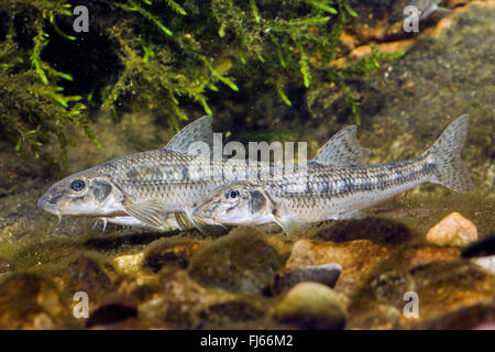 Spinotto (Gobio gobio), due spinotti, Germania Foto Stock