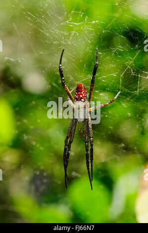 La seta spider, eremita spider (Nephilengys spec.), in una ragnatela, Nuova Caledonia, Ile des Pins Foto Stock