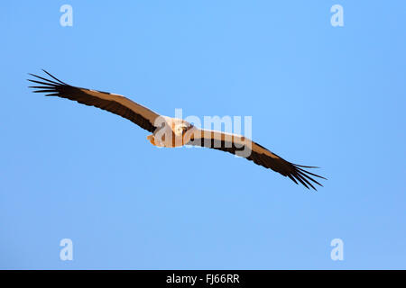 Avvoltoio capovaccaio (Neophron percnopterus), in volo, Isole Canarie Fuerteventura Foto Stock