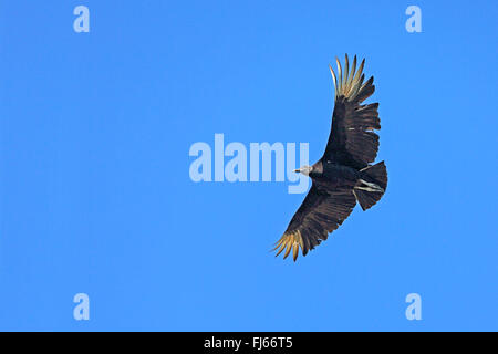 American avvoltoio nero (Coragyps atratus), in volo, STATI UNITI D'AMERICA, Florida, Gatorland Foto Stock