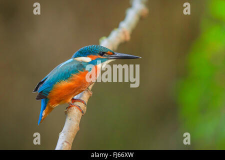 Fiume kingfisher (Alcedo atthis), giovane maschio, in Germania, in Baviera Foto Stock