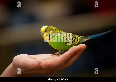 Budgerigar, budgie, parrocchetto (Melopsittacus undulatus), dolci budgie seduto su una mano, vista laterale Foto Stock