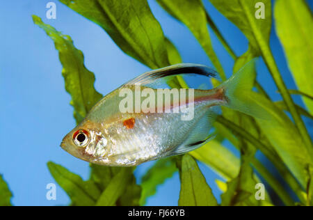 Spurgo-cuore tetra (Hyphessobrycon erythrostigma, Hyphessobrycon rubrostigma), nuoto Foto Stock