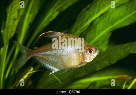 Spurgo-cuore tetra (Hyphessobrycon erythrostigma, Hyphessobrycon rubrostigma), nuoto Foto Stock