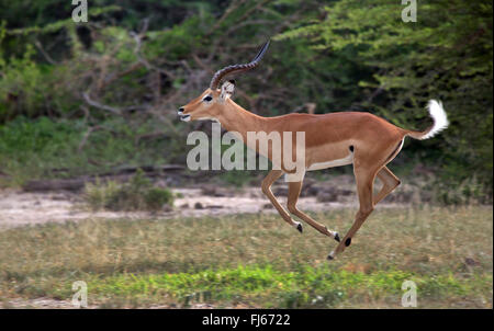 Impala (Aepyceros melampus), corsa maschio, vista laterale, Sud Africa Foto Stock