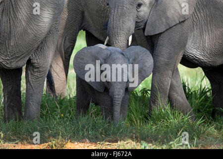 Elefante africano (Loxodonta africana), baby elephant nella mandria, Sud Africa Foto Stock