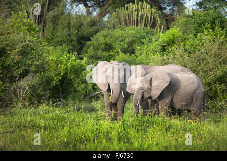 Elefante africano (Loxodonta africana), gruppo del mangime, Sud Africa Foto Stock