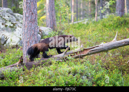 Wolverine (Gulo gulo), camminando su un albero morto tronco, vista laterale, Finlandia, Kajaani Regione Kuhmo, Kuikka Foto Stock