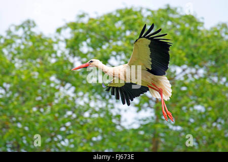 Cicogna bianca (Ciconia ciconia), in volo, vista laterale, Francia, Alsazia Foto Stock