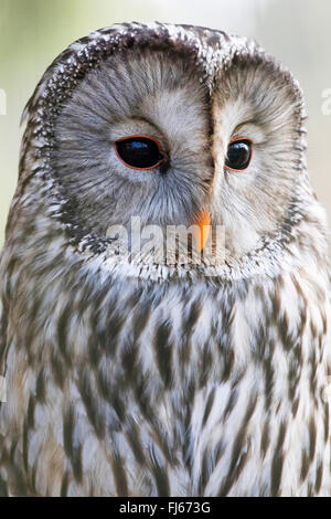 Ural allocco (Strix uralensis), mezza lunghezza verticale, vista laterale Foto Stock