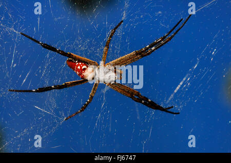 La seta spider, eremita spider (Nephilengys spec.), in una ragnatela, vista da sopra, Nuova Caledonia, Ile des Pins Foto Stock