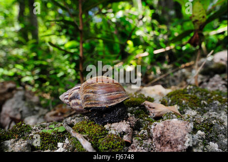 Il gigante tropicale lumaca (Archachatina marginata), sulle pietre di muschio, Nuova Caledonia, Ile des Pins Foto Stock