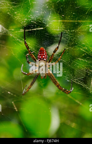 La seta spider, eremita spider (Nephilengys spec.), in una ragnatela, Nuova Caledonia, Ile des Pins Foto Stock